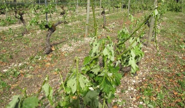 Orages de grêle dans l’Aude, une catastrophe pour les viticulteurs